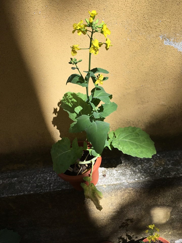 Brassica plant